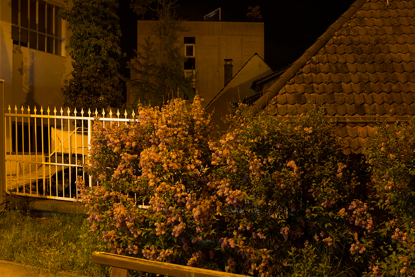 Weekly Photos [53] - 11